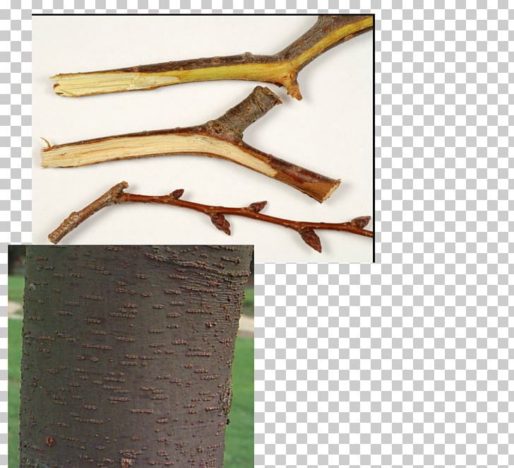 Wood /m/083vt Angle PNG, Clipart, Angle, Branch, M083vt, Nature, Plant Stem Free PNG Download