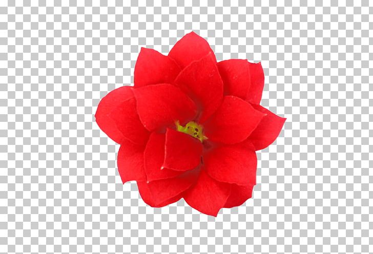 Amigo Plant Garden Roses Cut Flowers Widow's-thrill PNG, Clipart, Camellia, Color, Cut Flowers, Dating, Floraxchange Free PNG Download