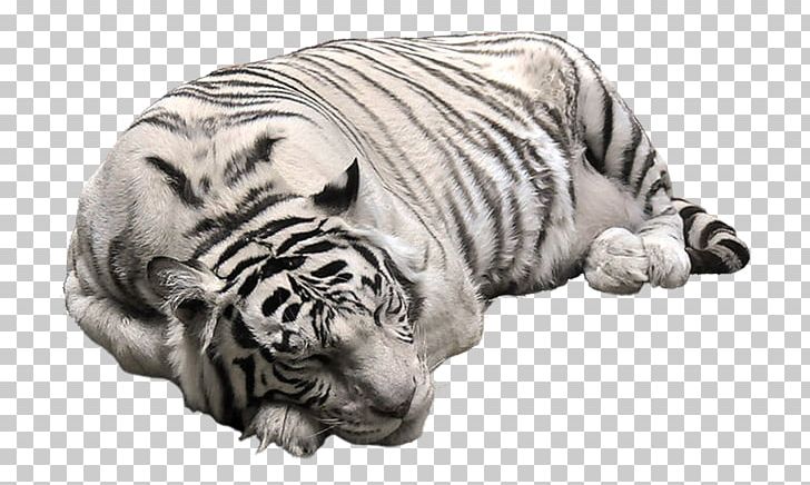 Cat White Tiger Bengal Tiger PNG, Clipart, Animals, Bengal Tiger, Big Cats, Black And White, Black Tiger Free PNG Download