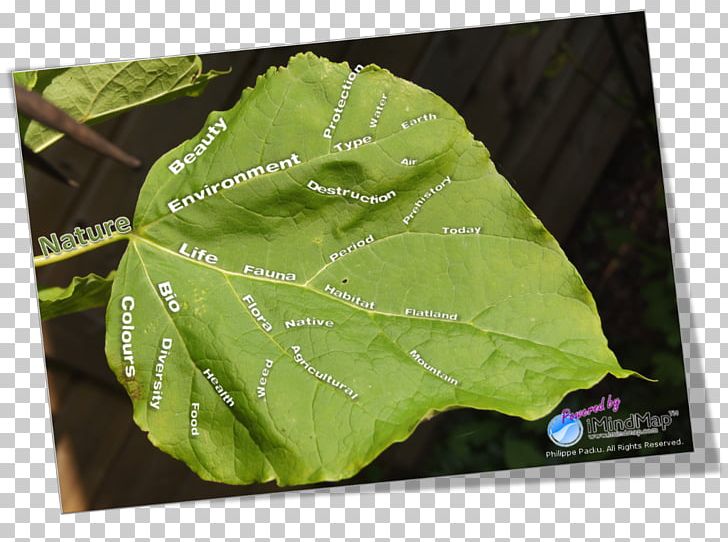 Mind Map Leaf Nature Idea PNG, Clipart, Concept, Concept Map, Diagram, Human Nature, Idea Free PNG Download