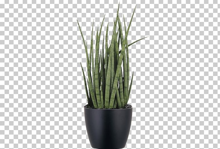 Sansevieria Cylindrica Viper's Bowstring Hemp Succulent Plant San Severo PNG, Clipart, Bowstring, Hemp, San Severo, Sansevieria Cylindrica, Succulent Plant Free PNG Download
