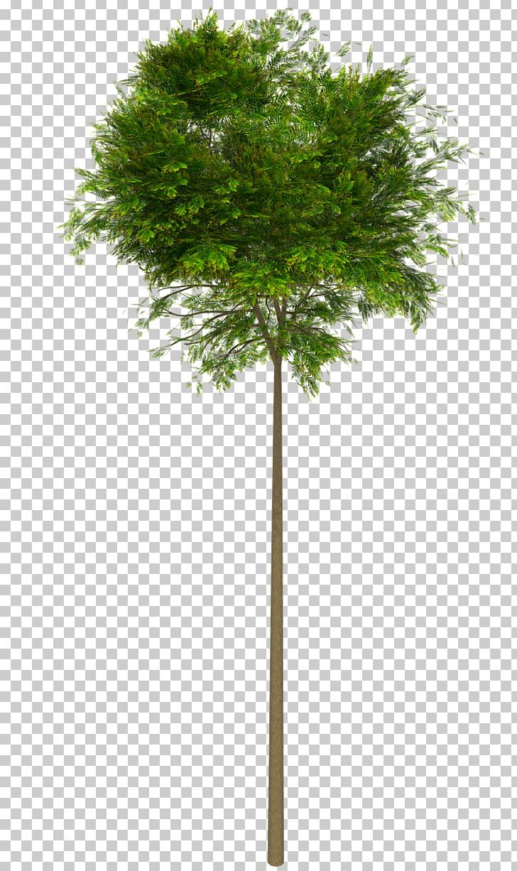 Tree Photography PNG, Clipart, Arecales, Borassus Flabellifer, Branch, Download, Evergreen Free PNG Download