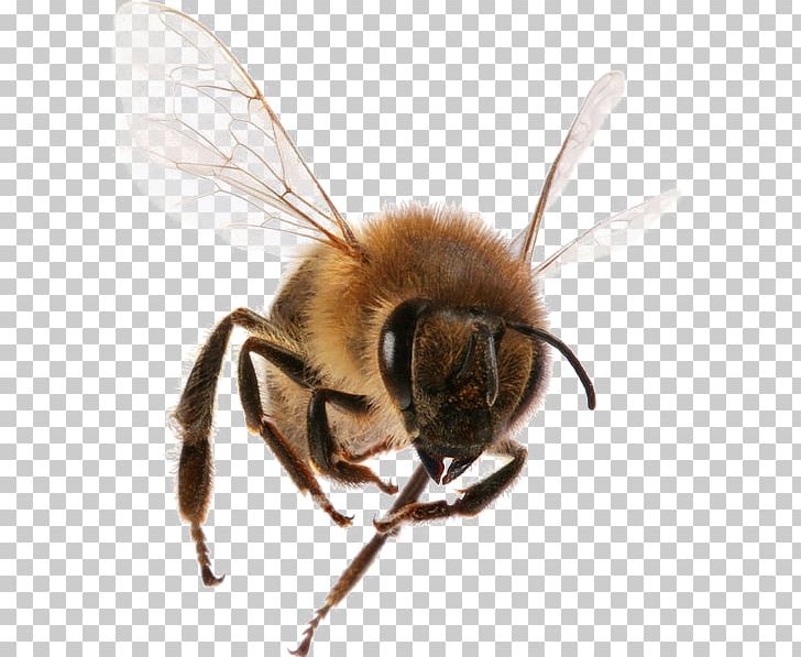 Western Honey Bee Insect Bee Sting Worker Bee PNG, Clipart, Africanized Bee, Animals, Arthropod, Bee, Bee Material Free PNG Download