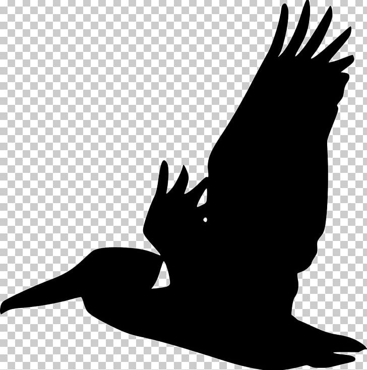 Bird Brown Pelican Silhouette PNG, Clipart, Animals, Beak, Bird, Bird Of Prey, Black And White Free PNG Download