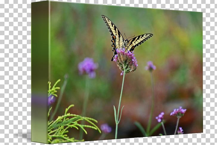 Brush-footed Butterflies English Lavender Butterfly Nectar PNG, Clipart, Brush Footed Butterfly, Butterfly, Eastern Tiger Swallowtail, English Lavender, Flora Free PNG Download