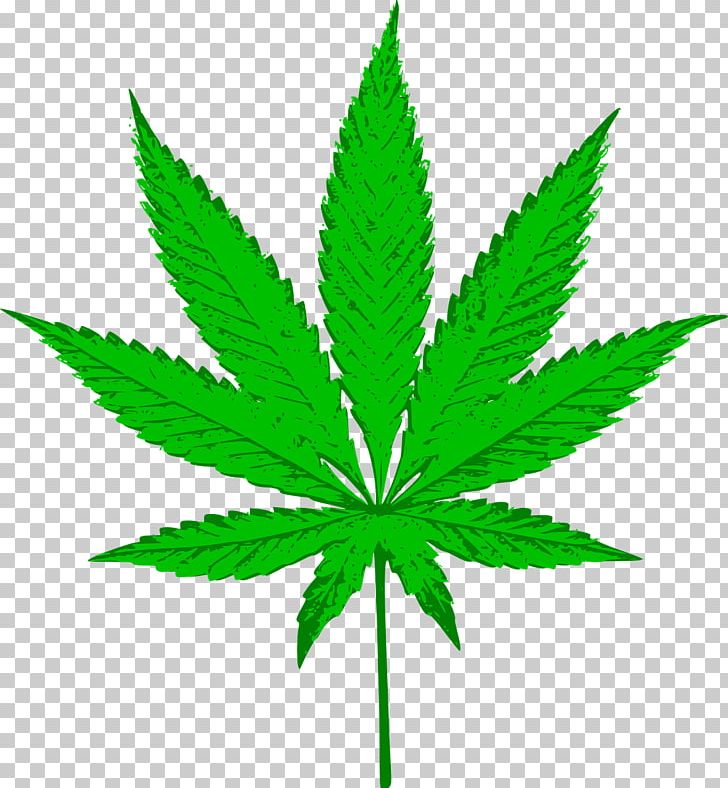 Cannabis Sativa Medical Cannabis PNG, Clipart, Cannabis, Cannabis Cultivation, Cannabis Png, Cannabis Sativa, Cannabis Smoking Free PNG Download