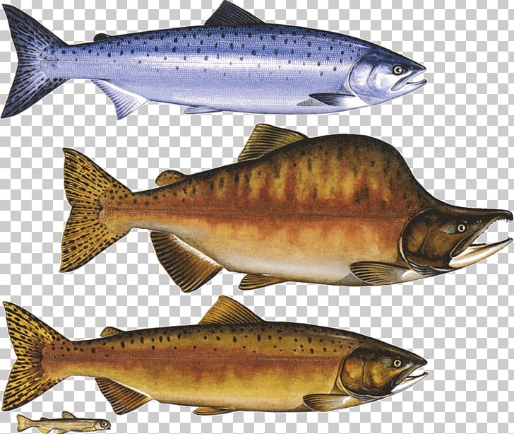 Coho Salmon Pink Salmon Chum Salmon Chinook Salmon PNG, Clipart, Animal Source Foods, Bass, Bony Fish, Carp, Chinook Salmon Free PNG Download