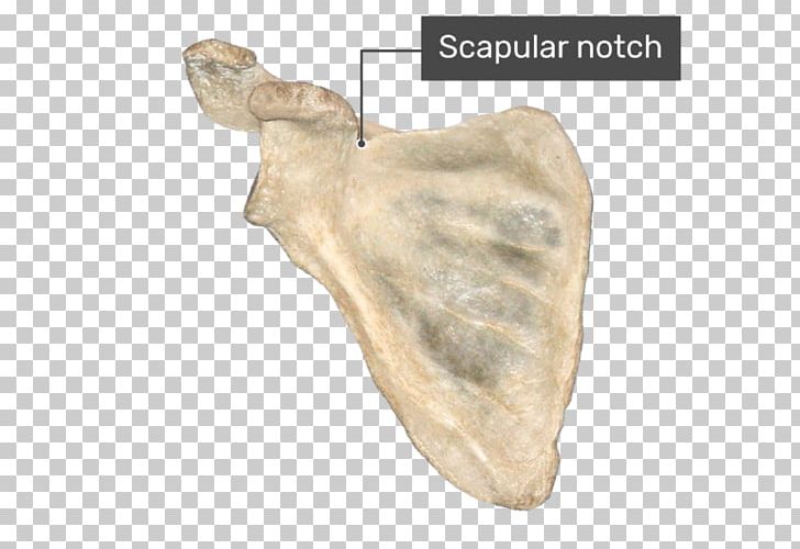 Coracoid Process Suprascapular Notch Infraglenoid Tubercle Anatomy PNG, Clipart, Acromion, Anatomy, Anterior, Bone, Coracoid Free PNG Download