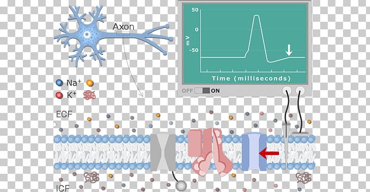 Diagram Neuron Resting Potential Action Potential Membrane Potential PNG, Clipart, Action Potential, Area, Axon, Axon Hillock, Blue Free PNG Download