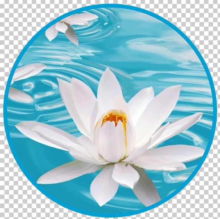 Flower Desktop White Blue Nelumbo Nucifera PNG, Clipart, Aqua, Blue, Blue Rose, Color, Desktop Wallpaper Free PNG Download