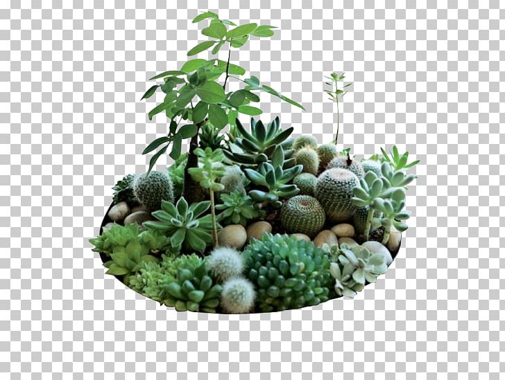 Houseplant Succulent Plant Cactaceae Garden PNG, Clipart, Cactaceae, Cactus, Cactus Garden, Cut Flowers, Echeveria Free PNG Download