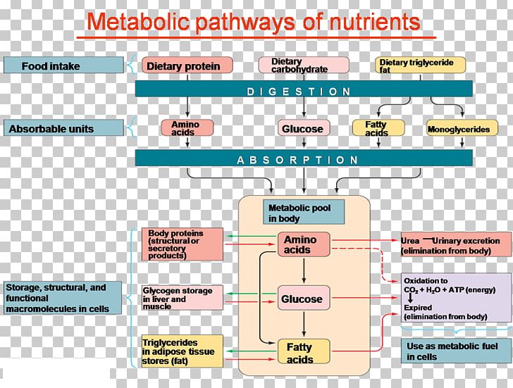 Nutrient Carbohydrate Metabolism Metabolic Pathway Polyol Pathway PNG, Clipart, Angle, Area, Blood, Branchedchain Amino Acid, Carbohydrate Free PNG Download