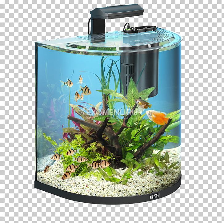 Tetra Aquarium Fishkeeping Goldfish Ornamental Fish PNG, Clipart ...