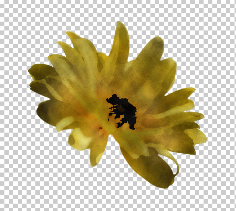 Spring Flower Spring Floral Flowers PNG, Clipart, Calendula, Daisy Family, English Marigold, Flower, Flowers Free PNG Download