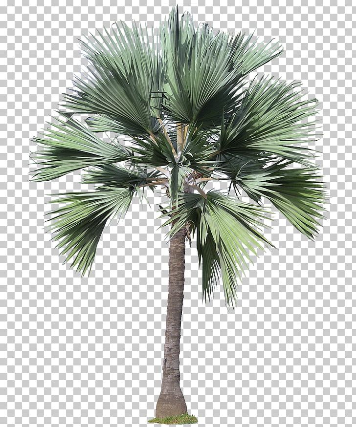 Arecaceae Tree Plant PNG, Clipart, Architectural Rendering, Architecture, Arecaceae, Arecales, Areca Palm Free PNG Download