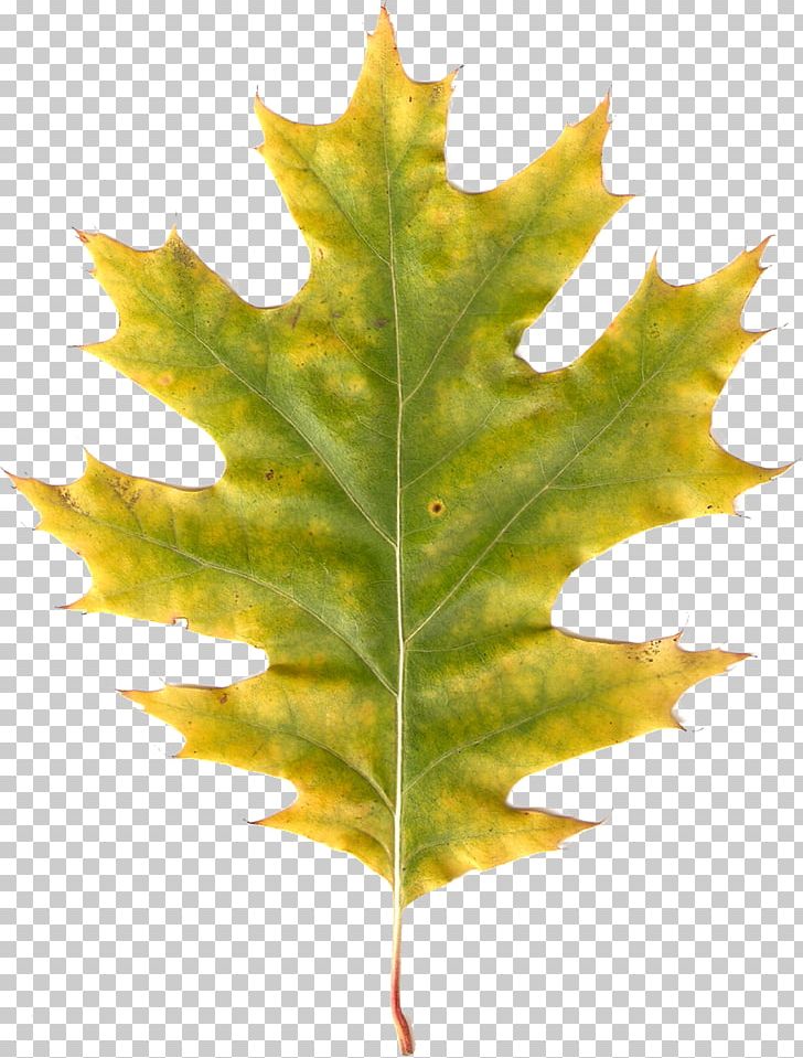 Autumn Leaves Leaf Photography PNG, Clipart, Albom, Autumn, Autumn Leaves, Blog, Gimp Free PNG Download