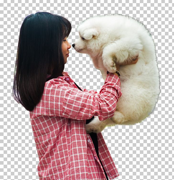 Samoyed Dog Dogu2013cat Relationship Puppy PNG, Clipart, Animals, Bag, Breed, Breed Group Dog, Canidae Free PNG Download