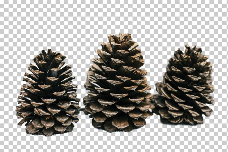 Conifer Cone Pine Fir Spruce Conifers PNG, Clipart, Conifer Cone, Conifers, Fir, Pine, Spruce Free PNG Download