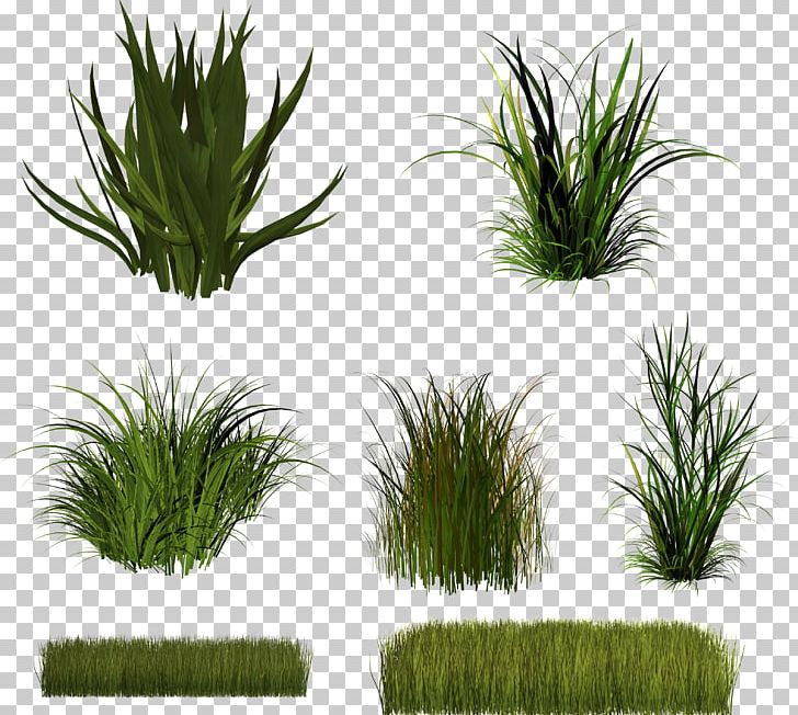 Herbaceous Plant PNG, Clipart, Arecaceae, Arecales, Download, Drawing, Evergreen Free PNG Download