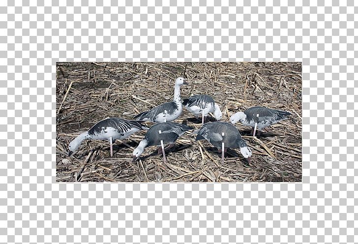 Snow Goose Decoy Crane Canada Goose PNG, Clipart, 500 X, Anatidae, Animals, Beak, Bird Free PNG Download