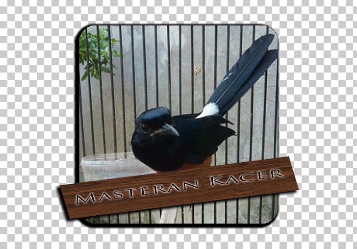 Bird Magpie-robins Mobile App Oriental Magpie-robin Application Software PNG, Clipart, Animals, Apk, App, Batu, Bird Free PNG Download