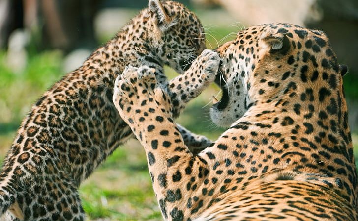 Jaguar Cars Leopard Lion Felidae PNG, Clipart, Animal, Animals, Big Cat, Big Cats, Carnivoran Free PNG Download