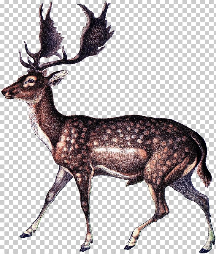 Reindeer Antique White-tailed Deer Elk PNG, Clipart, Animal, Antique, Antler, Button Buck, Cartoon Free PNG Download