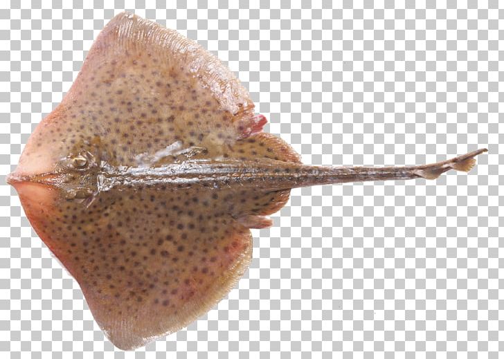 Shark Thornback Ray Batoids Fish Sole PNG, Clipart, Animals, Elasmobranchii, Fish, Flatfish, Food Free PNG Download