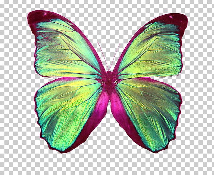 Strawberry Perl Integrated Development Environment CPAN Perl 6 PNG, Clipart, Amo, Brush Footed Butterfly, Butterfly, Catalyst, Code Refactoring Free PNG Download