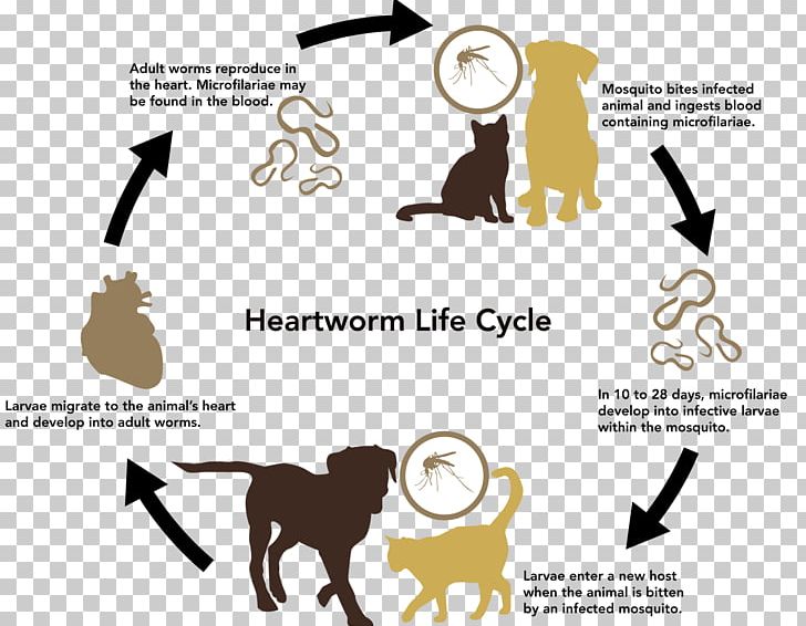 Labrador Retriever Cat Heartworm Mosquito Biological Life Cycle PNG, Clipart, Animal, Animals, Biologic, Carnivoran, Cat Like Mammal Free PNG Download