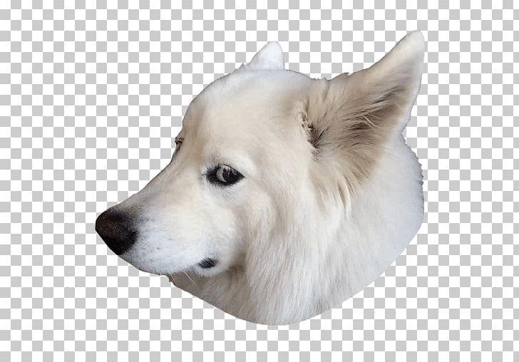 Samoyed Dog Dog Breed The Samoyed Puppy Samoyedic Peoples PNG, Clipart, American Eskimo Dog, Animals, Breed, Breeder, Canaan Dog Free PNG Download