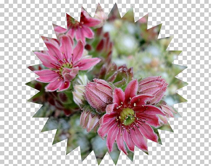 Stock Photography PNG, Clipart, 123rf, Art, Cut Flowers, Flower, Flowering Plant Free PNG Download