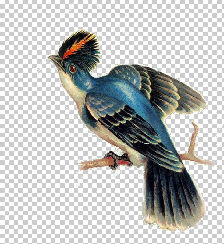 Beak Coraciiformes Fauna Feather PNG, Clipart, Animals, Beak, Bird, Coraciiformes, Cross Stitch Greeting Cards Free PNG Download