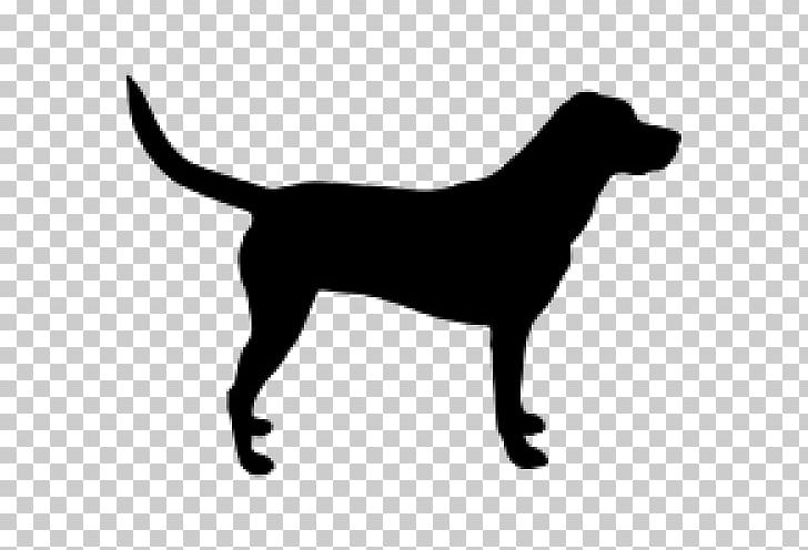 Labrador Retriever Puppy Pet Sitting Collar PNG, Clipart, Animals, Black, Black And White, Carnivoran, Collar Free PNG Download