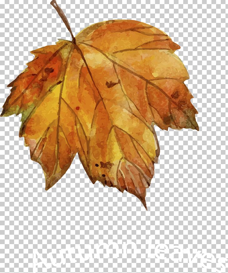 Leaf Autumn Drawing Euclidean PNG, Clipart, Autumn, Autumn Leaf, Botanical Illustration, Drawing, Euclidean Vector Free PNG Download