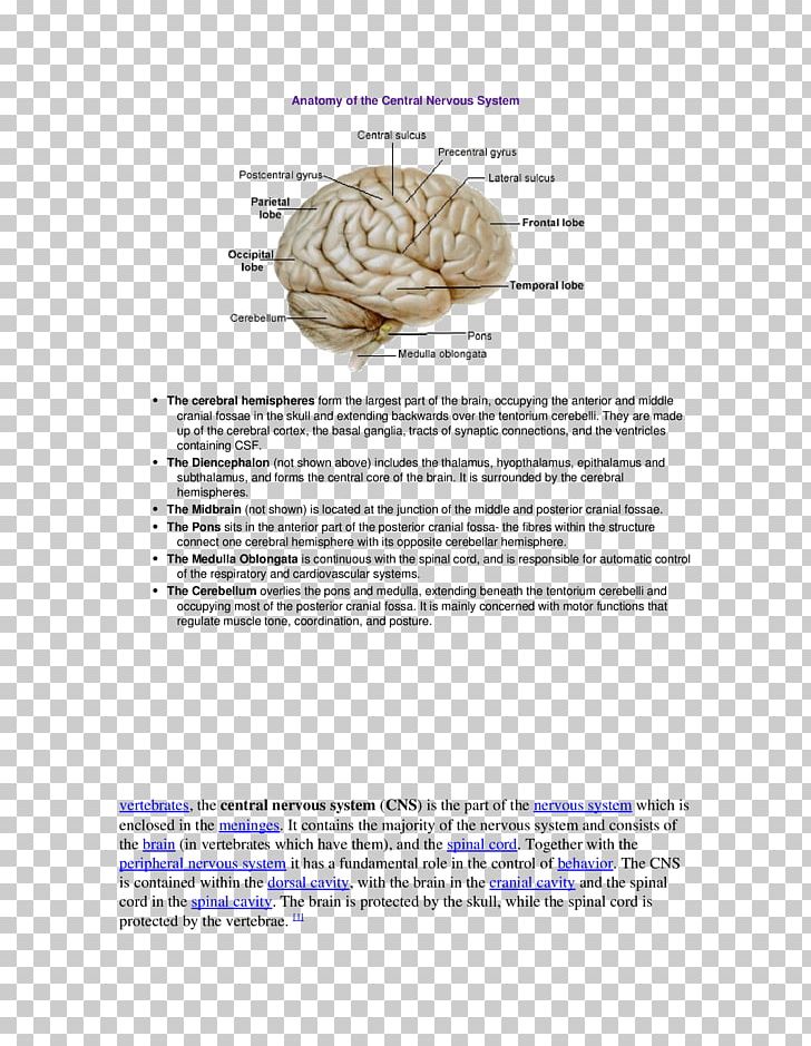 Brain Middle Cerebral Artery Cerebral Arteries Cerebral Cortex Organism PNG, Clipart, Anatomy, Artery, Brain, Central, Central Nervous System Free PNG Download