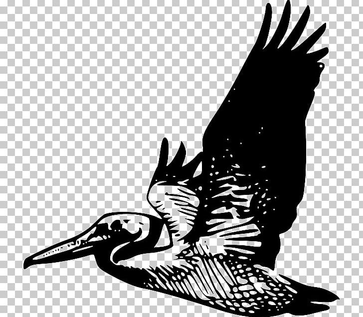 Pelican PNG, Clipart, Art, Bird, Bird Of Prey, Black And White, Cartoon Free PNG Download