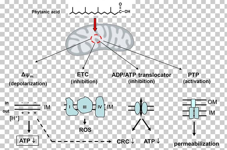 Phytanic Acid Fatty Acid Metabolism Very Long Chain Fatty Acid Protonophore PNG, Clipart, Acid, Acute, Angle, Area, Circle Free PNG Download