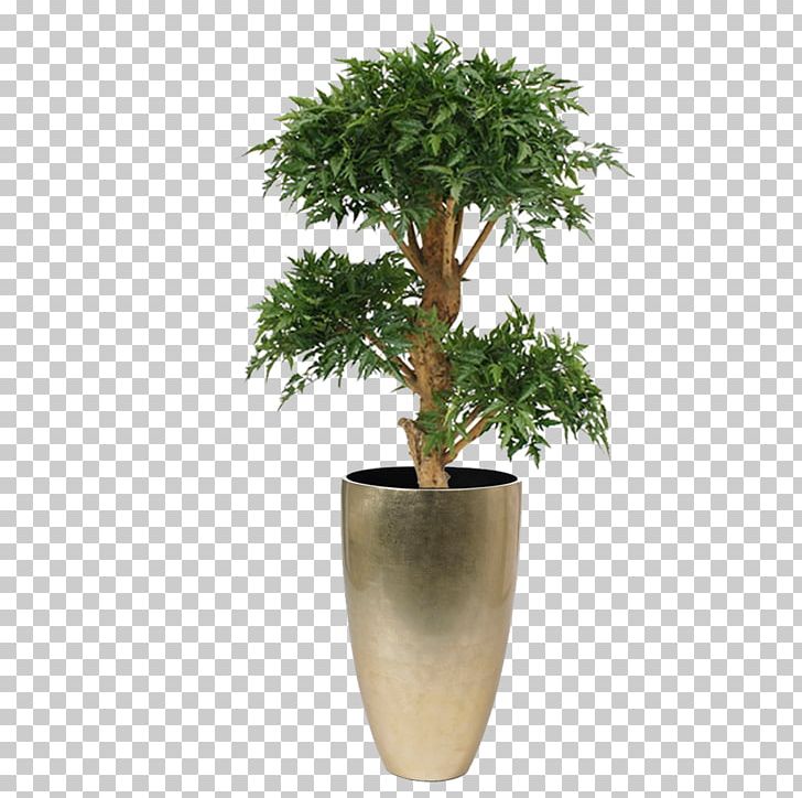 Polyscias Fruticosa Flowerpot Weeping Fig Tree Bonsai PNG, Clipart, Bonsai, Cafeteria, Chair, Evergreen, Fig Trees Free PNG Download
