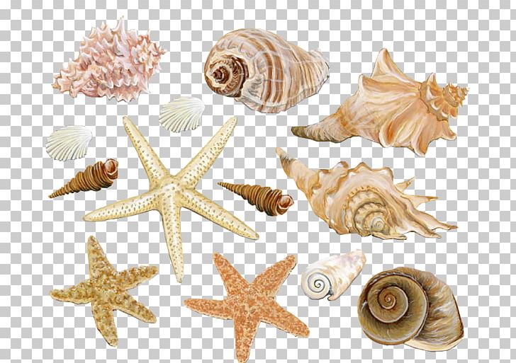 Seashell Clam Conch Mollusc Shell PNG, Clipart, Animals, Beach, Christmas Decoration, Coast, Conchology Free PNG Download