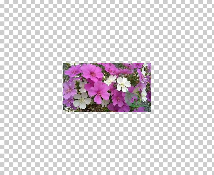 Vervain Annual Plant Herbaceous Plant Tibouchina Mutabilis Rectangle PNG, Clipart, Annual Plant, Family, Flora, Flower, Flowering Plant Free PNG Download