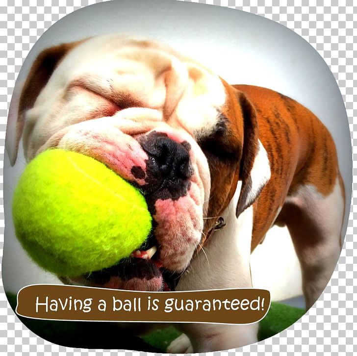 Bulldog Puppy Ka-Pooch! Doggy Daycare Dog Breed IPod Touch PNG, Clipart, Animals, Apple, App Store, Bulldog, Carnivoran Free PNG Download