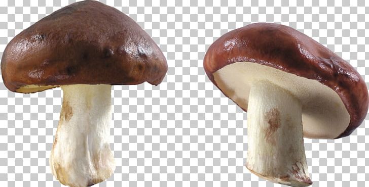 Common Mushroom PNG, Clipart, Amanita Muscaria, Common Mushroom, Computer Icons, Edible Mushroom, Encapsulated Postscript Free PNG Download