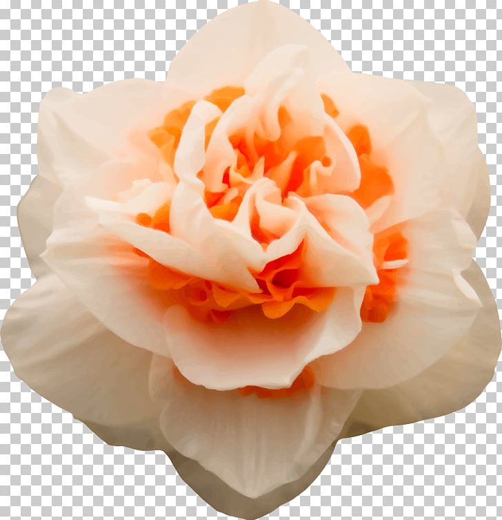 Garden Roses PhotoFiltre PNG, Clipart, Computer Icons, Cut Flowers, Dakimakura, Desktop Wallpaper, Download Free PNG Download