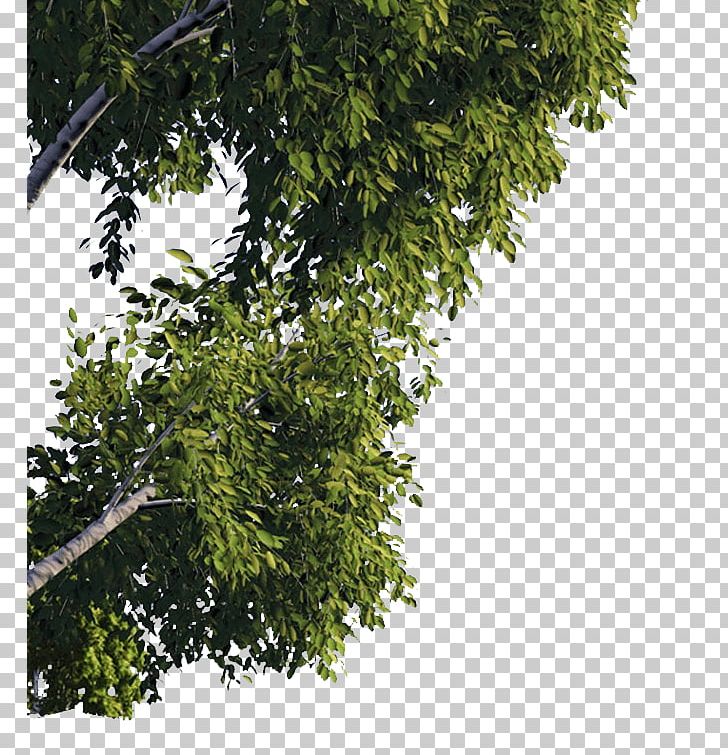 Quercus Suber Tree Branch American Sycamore PNG, Clipart, Acer Campestre, American Sycamore, Branch, Cork, Evergreen Free PNG Download