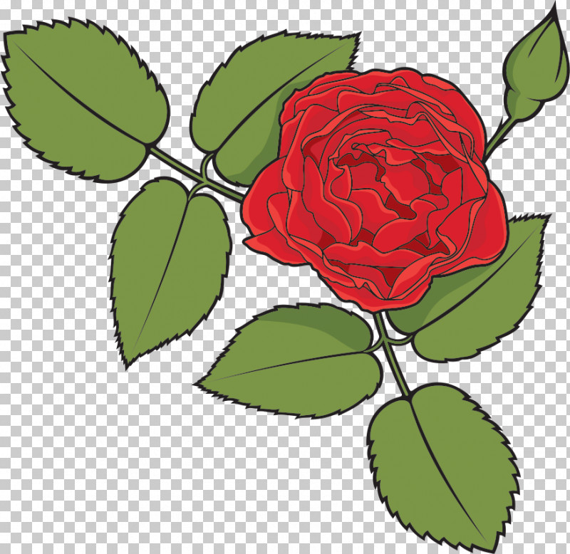 One Flower One Rose Valentines Day PNG, Clipart, Bud, Camellia, China Rose, Floribunda, Flower Free PNG Download