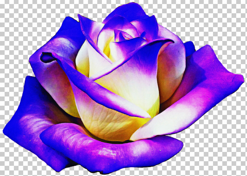 Garden Roses PNG, Clipart, Closeup, Computer, Cut Flowers, Flower, Garden Free PNG Download