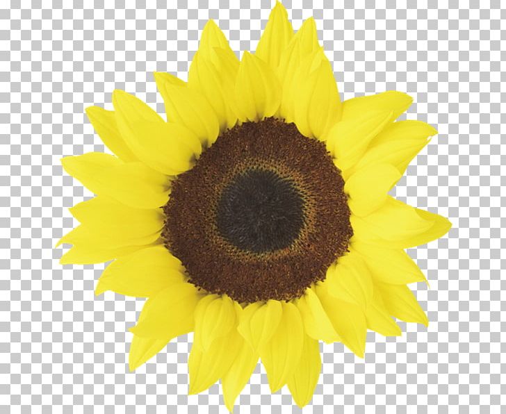 Common Sunflower Desktop Red Sunflower PNG, Clipart, Basic, Blog, Common Sunflower, Daisy Family, Desktop Wallpaper Free PNG Download