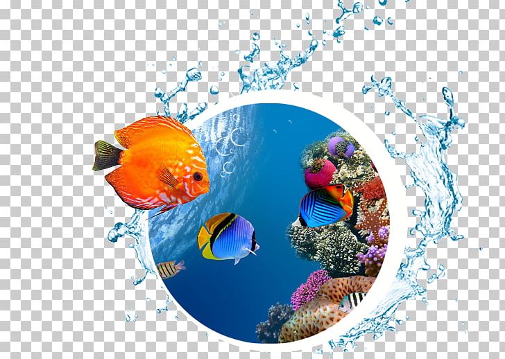 Desktop Sea High-definition Television Underwater Coral Reef PNG, Clipart, 4k Resolution, 1080p, Computer Wallpaper, Coral Reef, Coral Reef Fish Free PNG Download