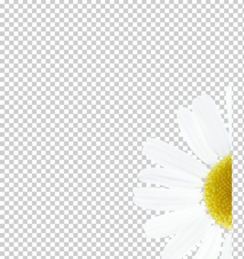 Daisy PNG, Clipart, Asterales, Camomile, Chamaemelum Nobile, Chamomile, Daisy Free PNG Download